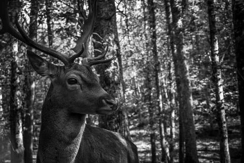Close-up of a deer. Stock-Fotos