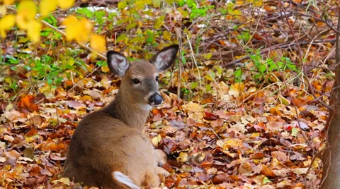 Close-Up of Deer Resting Stock Footage 35967341
