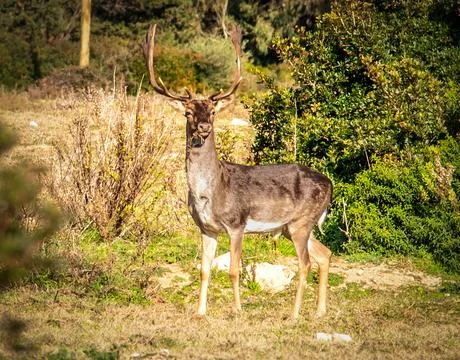 Close up of a deer in Sardinia Stock Photos