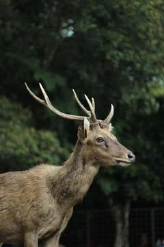 Close up of a deer from the side Stock Photos
