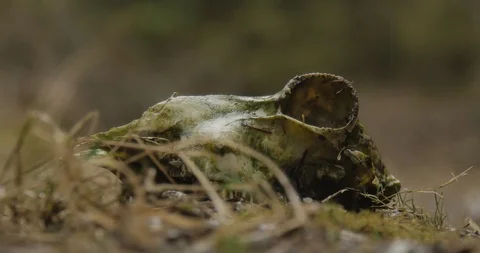Close Up of Deer Skull in Rainy Forest with Shallow Depth of Field Видео 86220720