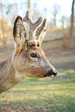 Close-up of a deer with small antlers in a forest Stock Photos