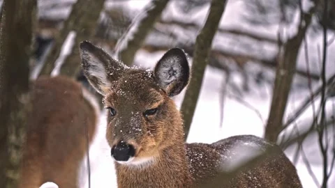 Close up of a deer standing in snow covered forest. Stock Footage 329889332