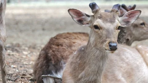 A close-up of a deer staring at us from a herd at Nara Park Stock Footage 132051131