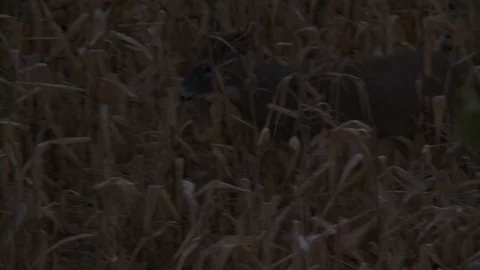  Close Up Deer Walking Corn Field Night Stock Footage 92173590