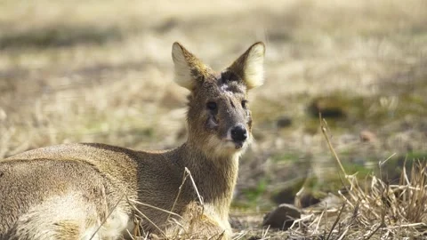 Close Up of a deer with wound Stock Footage 329117225