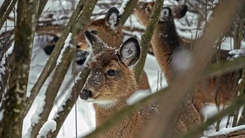 Close up of deers in deep forest in witnertime. Video stock 332505406