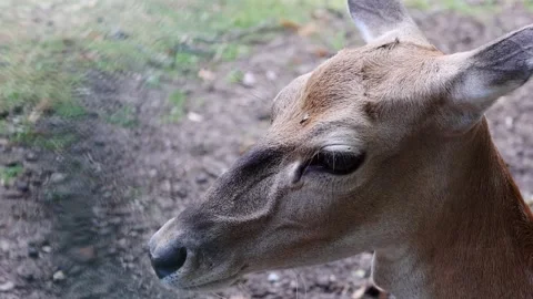 Close-up of a deers head with visible details of fur and features Stock Footage 344555724