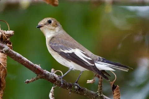 Close up of defying Flycatcher Stock Photos