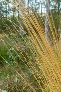A close-up of delicate and thin yellow-green grass blades with a soft, feathe Stock Photos
