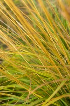 A close-up of delicate and thin yellow-green grass blades with a soft, feathe Foto stock