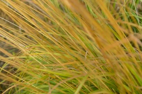 A close-up of delicate and thin yellow-green grass blades with a soft, feathe Stock Photos
