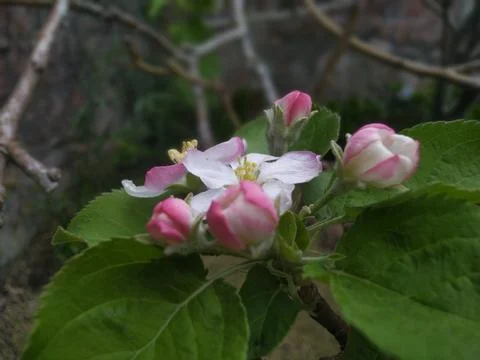 Close-up of delicate apple blossoms opening in spring  Stock Photos