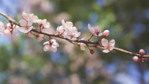 Close up of delicate apricot blossoms blooming on a branch in spring sunlight Stock Footage 342000323