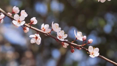 Close up of delicate apricot blossoms blooming on a branch during spring season Stock Footage 342003667