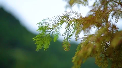 Close up of delicate autumn cedar leaves swaying gently in a soft breeze Stock Footage 342226569