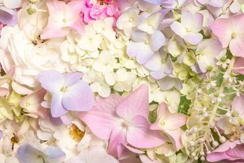 Close up delicate blooming hydrangea flowers. Blooming pastel flowers, festive Stock Photos