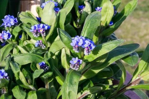 Close-up of delicate blue forget-me-not flowers blooming in lush green foliag Stock Photos