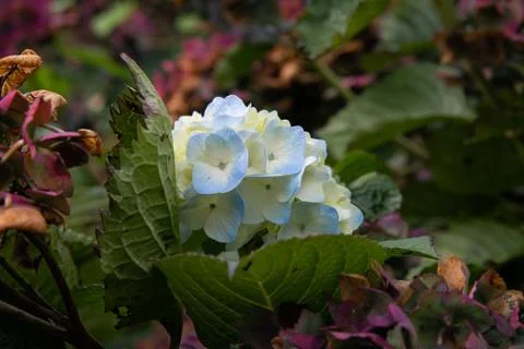 Close up of a delicate blue hydrangea flower head Stock Photos
