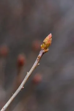 A close-up of delicate buds emerging on bare branches, symbolizing the renewal Foto stock