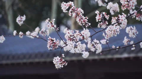 Close-Up delicate cherry blossoms swaying on branches in a spring garden Stock Footage 342001329