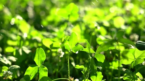 Close up of delicate clover leaves and four leaf clover in summer meadow Video stock 342211979