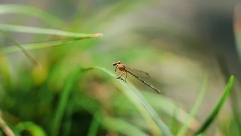 Close up of a delicate damselfly resting on a blade of green grass Video stock 342096493