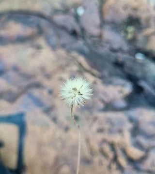 Close-up of a delicate dandelion Stock Photos