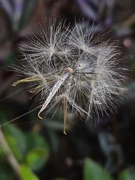 Close-up of a delicate dandelion Stock Photos