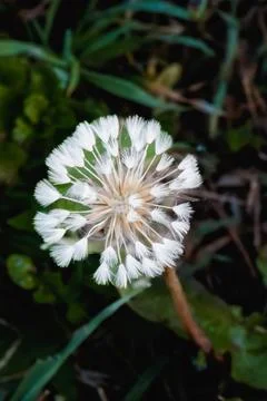 Close-up of a delicate dandelion puff with white seeds ready to disperse ov.. Stock Photos