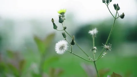 Close up of delicate dandelion seeds swaying gently in a soft summer breeze Stock Footage 342016541