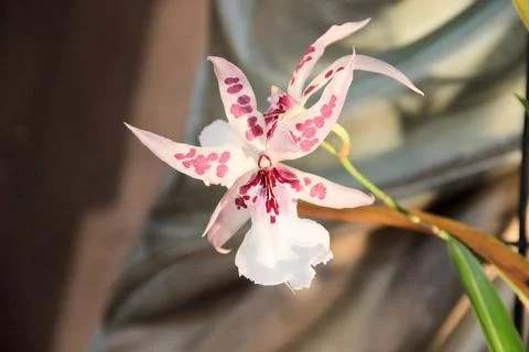 A close-up of the delicate flower of the. Stock Photos