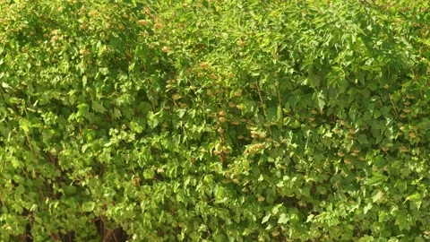 A close-up of the delicate flowers of shrub with orange petals and green leaves Stock-Footage 282210508