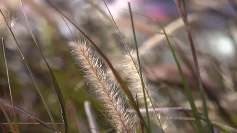 Close up of delicate foxtail grass swaying gently in a serene autumn meadow Video stock 342326439