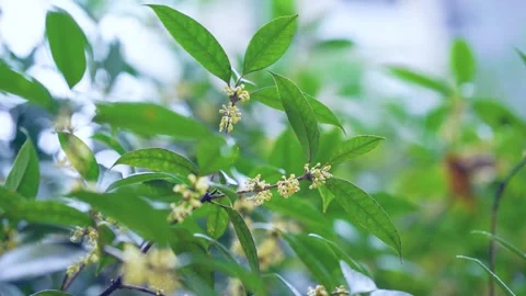 Close up of delicate fragrant osmanthus flowers with raindrops in a rainy garden Stock Footage 342219832