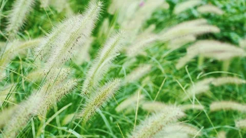Close up of delicate green foxtail grass swaying gently in a summer meadow Stock Footage 342326593