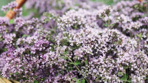 Close up of delicate lavender hued wild oregano flowers. Stock Footage 314679103