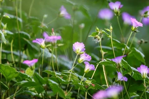 Close up of delicate light purple geranium flowers with fresh green leaves .. Stock Photos