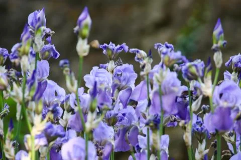 Close up of delicate light purple irises blooming in sunlit garden Stock Photos