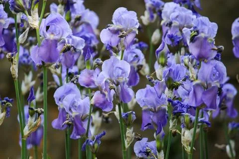 Close up of delicate light purple irises blooming in sunlit garden Stock Photos
