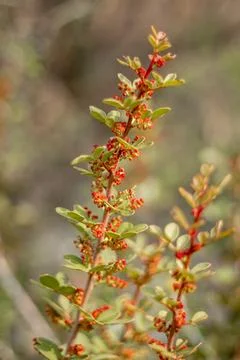 Close-up of delicate mastic tree flowers on a branch in Cyprus, captured in s Stock Photos