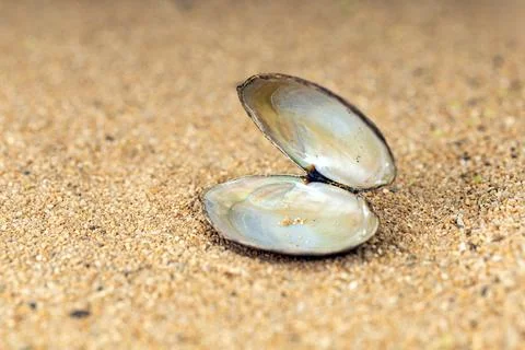 A close-up of a delicate open empty shell gracefully resting on a bed of fi.. Foto stock