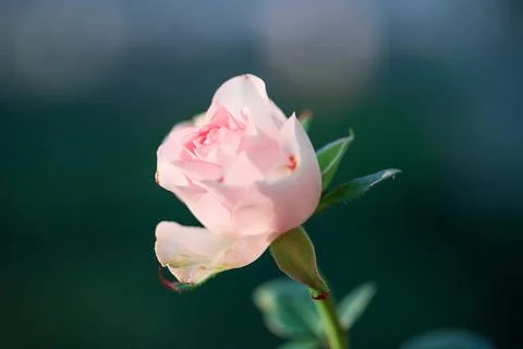 Close-up of delicate pale pink rose bud Stock Photos