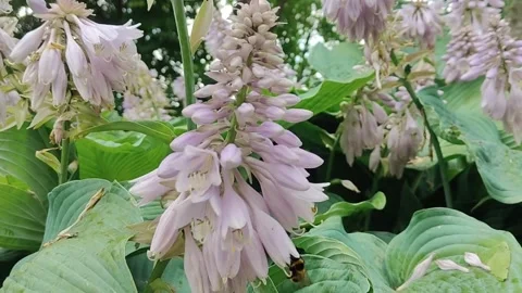Close-up of delicate pale purple hosta flowers blooming in a garden Stock Footage 339965377