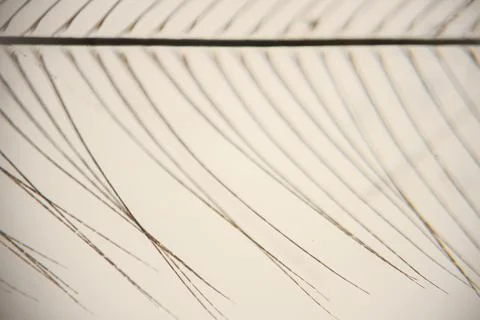 Close-up of a delicate palm leaf with intricate vein patterns against a sof.. Stock Photos