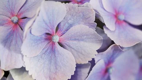 Close-up of delicate petals of light blue hydrangea, selective focus Stock-Fotos