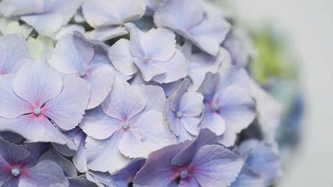 Close-up of delicate petals of light blue hydrangea, selective focus Stockfoto's