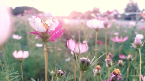 Close up of delicate pink and white cosmos flowers in a garden meadow Stock Footage 342003220