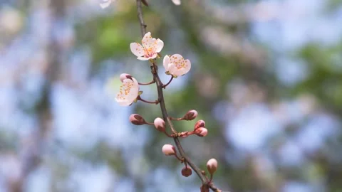 Close up of delicate pink apricot blossoms blooming on a branch in spring Stock Footage 342002107