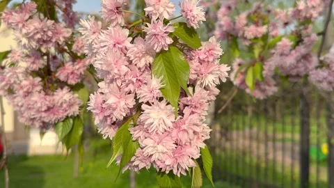 Close-up of delicate pink cherry blossoms on a branch. Lush clusters of pet.. Stock Footage 341045669